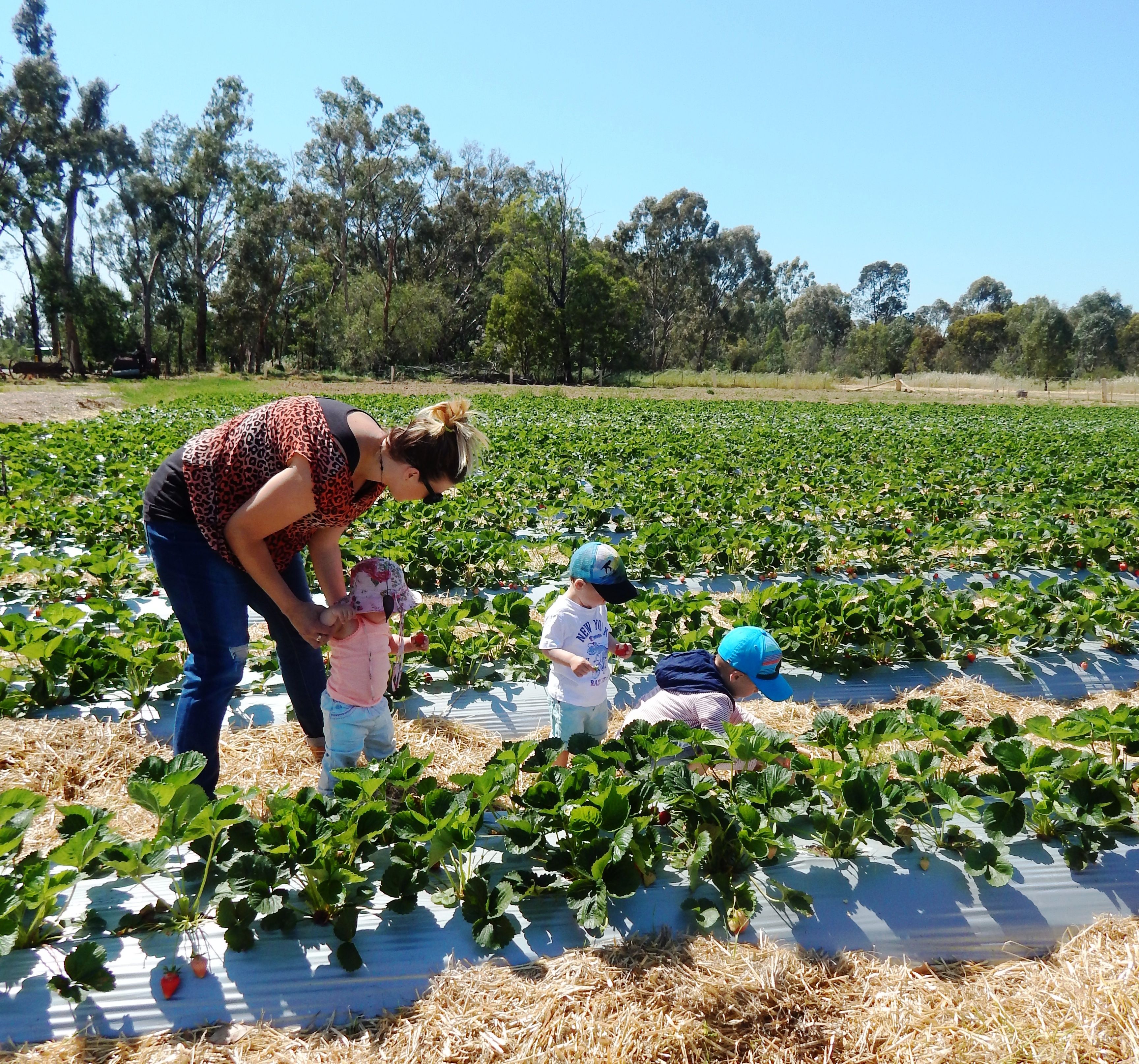 Strawberry picking