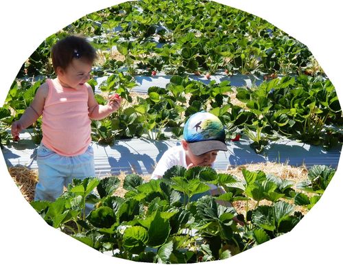 strawberry picking