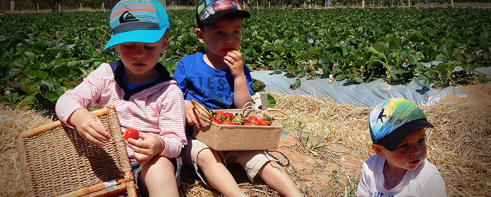 Strawberry Picking