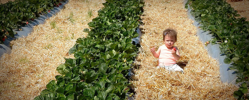 Strawberry Picking