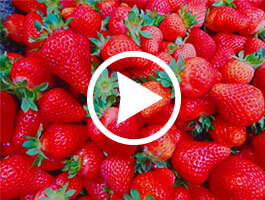 The Big Strawberry YouTube Video